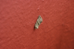 Plagiomimicus tepperi