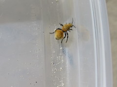 Dasymutilla arenivaga