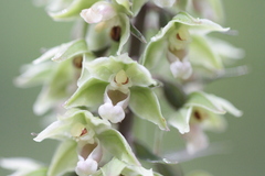 Epipactis purpurata