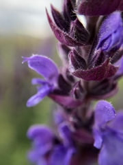 Salvia deserta