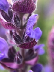 Salvia deserta