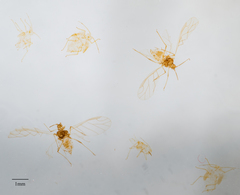 Chaetosiphon