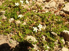 Arenaria biflora