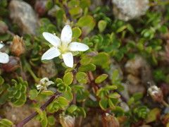 Arenaria biflora