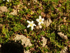 Arenaria biflora