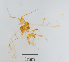 Eucarazzia elegans