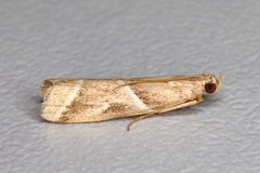 Nyctegretis lineana