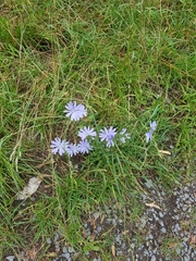 Cichorium intybus