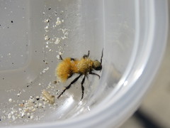 Dasymutilla arenivaga