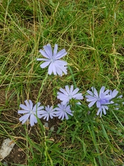 Cichorium intybus