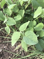 Abutilon fruticosum