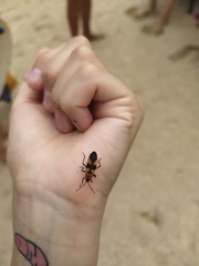 Oncopeltus spectabilis