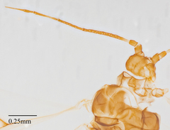 Eucarazzia elegans