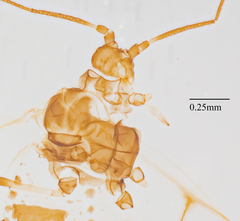 Eucarazzia elegans