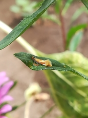 Epicallima formosella