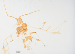 Eucarazzia elegans
