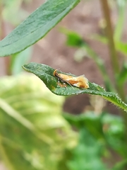 Epicallima formosella