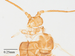 Eucarazzia elegans