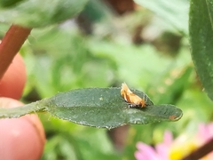 Epicallima formosella