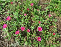 Portulaca amilis