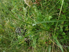 Phyteuma persicifolium