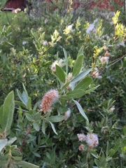 Salix eastwoodiae