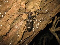 Trirachys orientalis