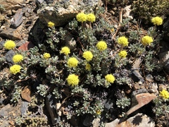 Eriogonum rosense