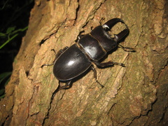 Serrognathus titanus platymelus