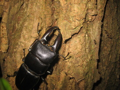 Serrognathus titanus platymelus