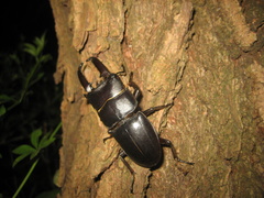 Serrognathus titanus platymelus