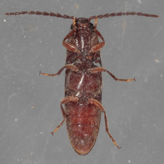 Dipropus simplex