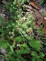 Sedum griseum