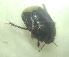 Microporus nigrita
