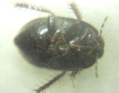 Microporus nigrita