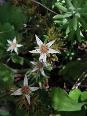 Sedum griseum