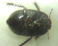 Microporus nigrita