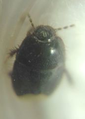 Microporus nigrita