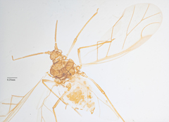Chaetosiphon