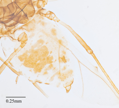 Chaetosiphon