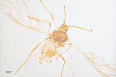 Chaetosiphon