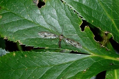 Leptotarsus binotatus