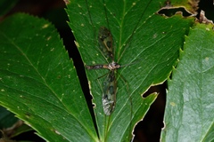 Leptotarsus binotatus