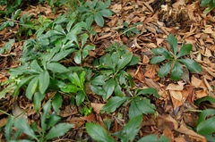 Leptotarsus binotatus