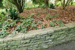 Leptotarsus binotatus