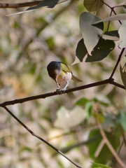 Cyclarhis gujanensis