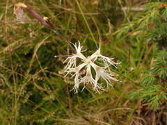 Dianthus superbus alpestris
