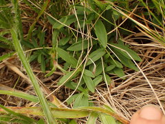 Dianthus superbus alpestris