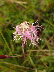 Dianthus superbus alpestris