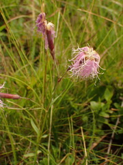 Dianthus superbus alpestris